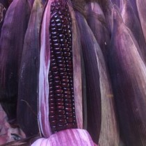 無毒紫黑玉米