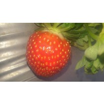 大湖草莓莓5盒含運