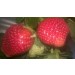 大湖草莓莓5盒含運